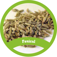 Fenicul